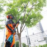 DUA300ZB CORDLESS POLE SAW(300MM/2238MM/BL)(18Vx2)