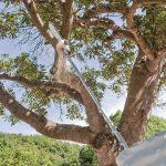 DUX60Z MÁY ĐA NĂNG DÙNG PIN(BL)(18VX2)