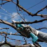 DUP180Z BATTERY POWERED PRUNING SHEARS (18V)